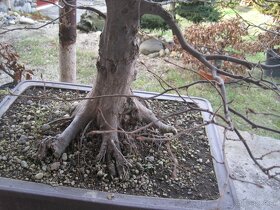 bonsai,bonsaj-hrab 12 - 7