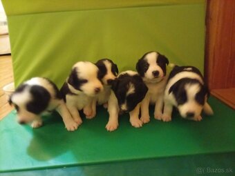 Border kólia LARA - 7