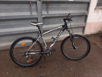 Kellys salamander - 7