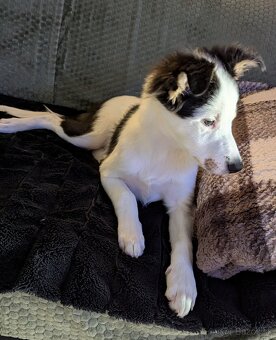 Border kolia tricolor - 7