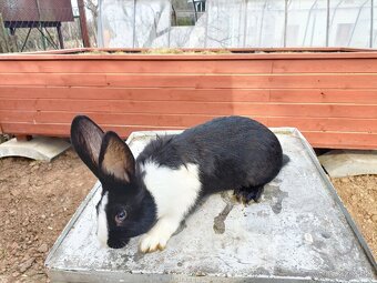 Predám králiky - 7