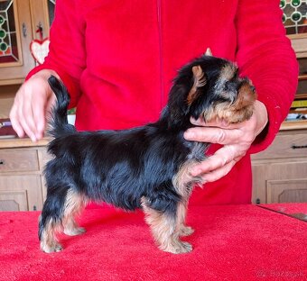 Yorkshire terrier s PP - psík - 7
