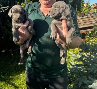 Cane Corso - 7
