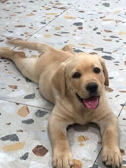 Labrador šteniatka s PP - 7