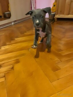 Americký stafordšírsky teriér 🐶 - 7