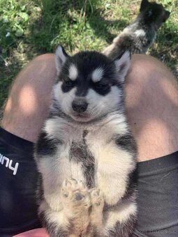 Steniatka Malamuta - 7