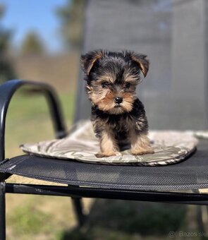 Yorkshirsky terier - 7