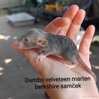 ❤ Exkluzívne dumbo, velveteen potkaníky - 7