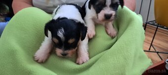 Yorkshire terier biewer - 7