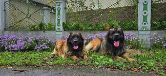 Leonberger s PP - 7