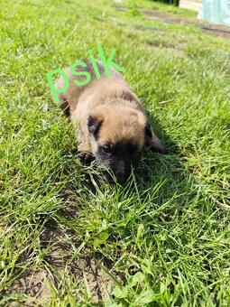 Belgický ovčiak Malinois / Nemecký ovčiak - 7