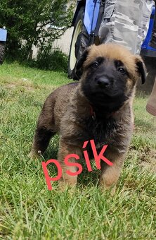 Belgický ovčiak Malinois / Nemecký ovčiak - 7