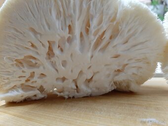 Hliva,Shitake,Maitake,Koralovec a iné - 7