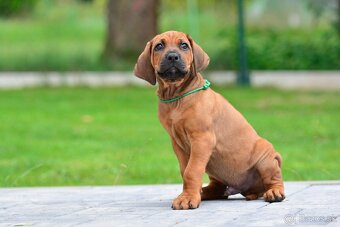 Štěňátko rhodéského ridgebacka - chlapec s PP - 7