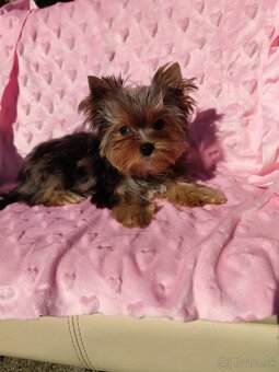 Yorkshire terrier - 7