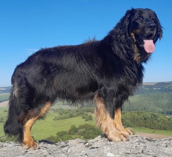 Nabídka hovawartích štěňat s PP - štěňata - 7