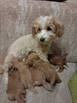 Maltipoo šteniatka - 7