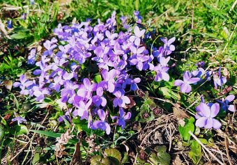Domáci fialkový sirup na vykašliavanie, FIALKA VOŇAVÁ - 7