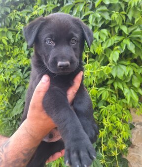 Šteniatka labrador x NO - 7