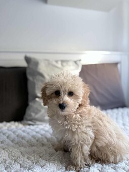 Maltipoo beige - 7
