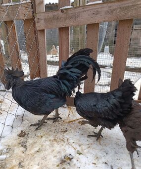 Kohúty Ayam cemani - 7