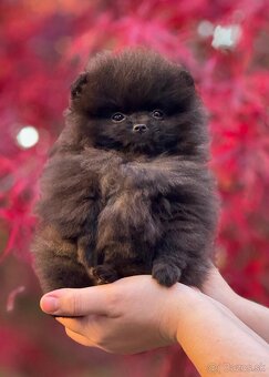 Pomeranian - 7