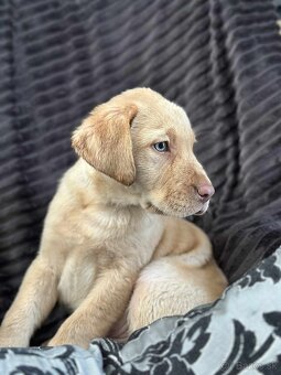 šteniatka labrador a IHNEĎ - 7