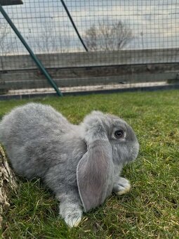 Králiky ( francúzsky baran ) - 7