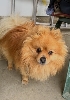 Pomeranian - 7