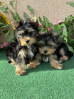 York, Yorkshire, Yorkshirsky terier, mini yorkshire samec - 7