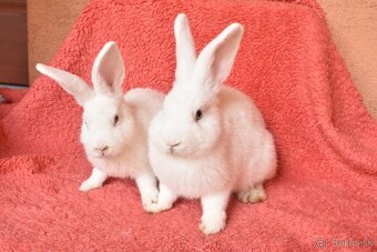 Predam Viedensky biely - 7