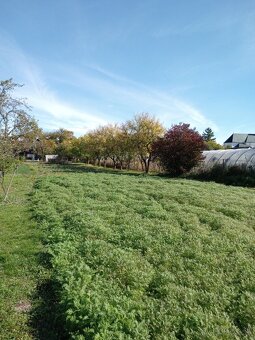 Rodinný dom Pavlovce nad Uhom - 7