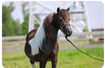 Americký miniaturní kůň - minihorse - 7