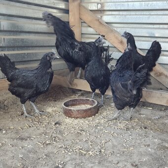 Chovny kmeň Ayam cemani - 7