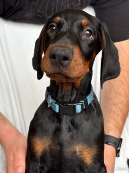 Doberman šteniatka s PP - 7