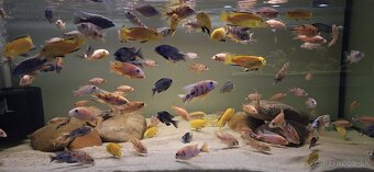 Africke cichlidy malawi - 7