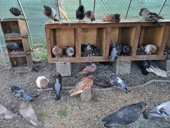 Holub ryman , hohub pávik - 7