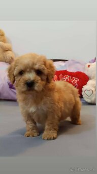 Mini maltipoo - 7