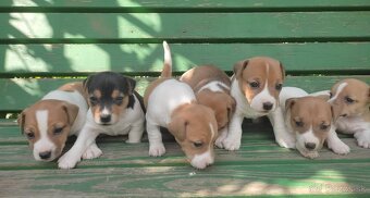 Jack russel terier - 7