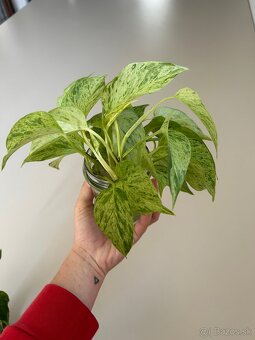Epipremnum Marble Queen “Snow Queen” - 7