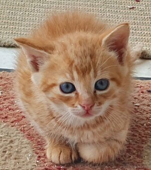 Mačičky (1x mačička, 1x kocúrik) 2-mesačné - 7