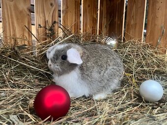 Zakrslý baranček (Minilop) - 7