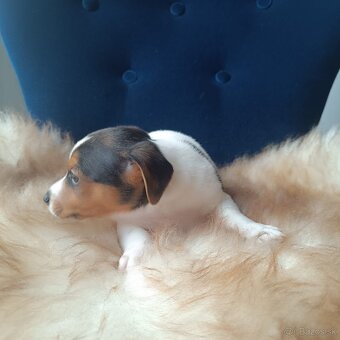 Jack Russell Teriér šteniatka - 7