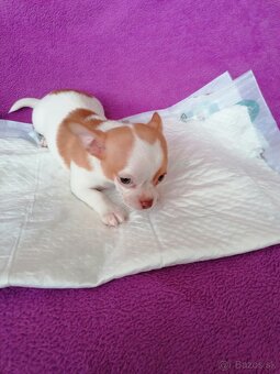 Čivava krátkosrstá - 7