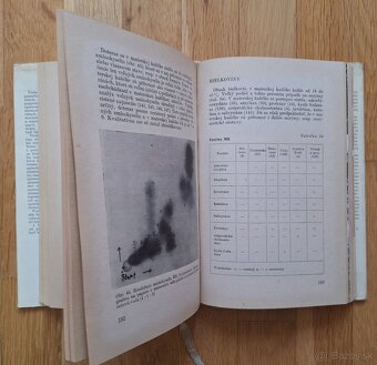 Vcelia materska kasicka - 7