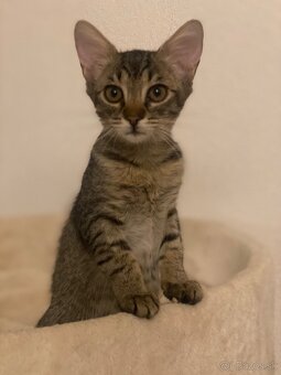 Zachranene maciatka - 7