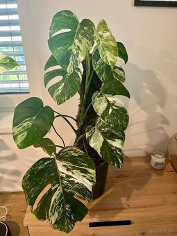 Monstera thai, Monstera albo, Monstera esqueleto - 7