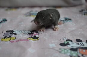 Potkaníky s rodokmeňom máj 2024 - 7