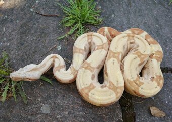 Boa imperator - Hypo RLT het VPI, Ghost het VPI, VPI Sunglow - 7