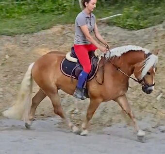 Haflinger - 7